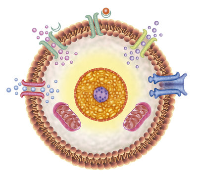celula receptora