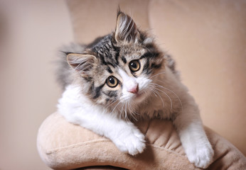 Cute cat relaxing on sofa © Nikolay Petkov