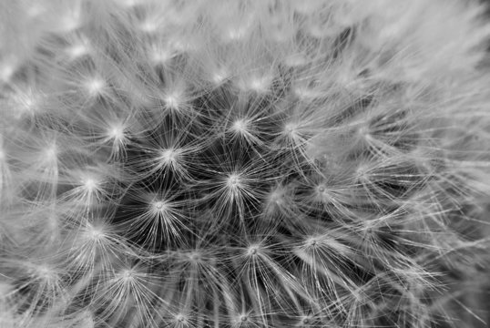 Fototapeta Fire dandelion