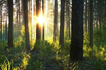 Wandcirkels aluminium sunset in the forest © vlntn