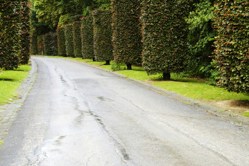 Road in the park