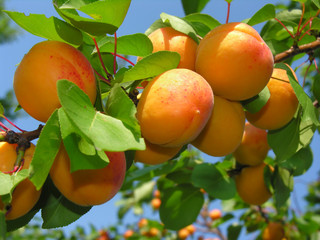 ripe apricots