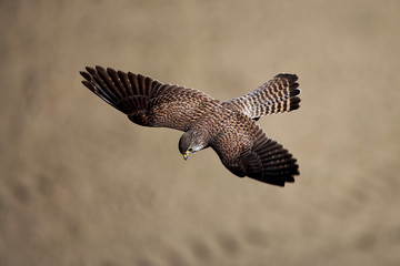 チョウゲンボウ