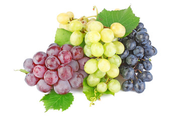 Collection of grape clusters