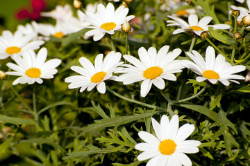 Wiesenblume
