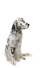 English Setter