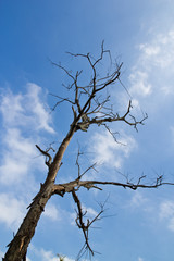 Lonely dry tree at Baanrai Uthaithanee Thailand