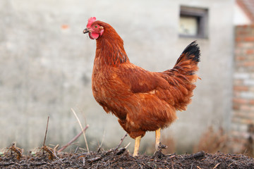 Hen