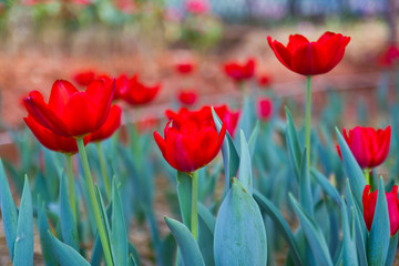 Beautiful red tulip at Baanrai Uthaithanee Thailand