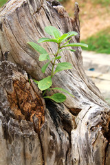 Old stump