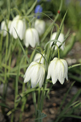 Fototapeta premium white fritillary