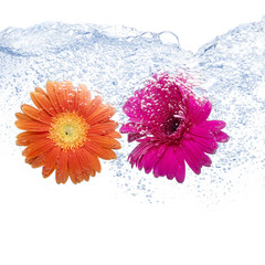 Two colored daisies