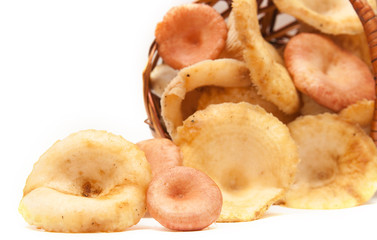 The image of edible fungi on a white background