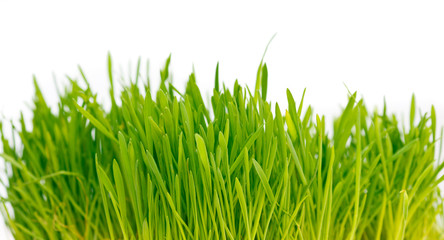 Fototapeta premium green grass