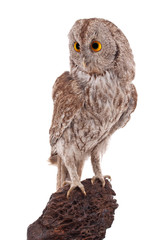 Fototapeta premium Owl