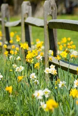 Papier peint photo autocollant rond Narcisse Daffodil Fence