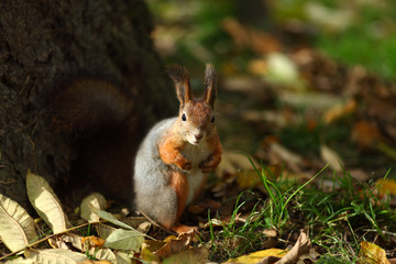 squirrel in autumn forest