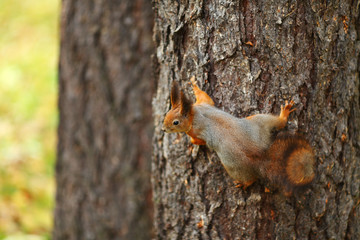 squirrel in autumn forest