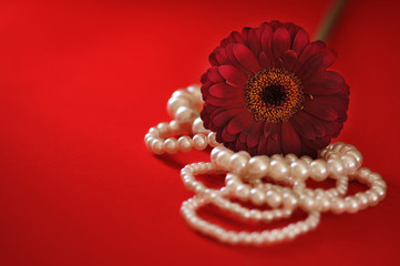 Gerbera z perłami © Justyna Kaminska