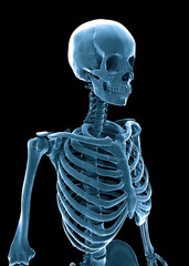 3D human skeleton medical illustration