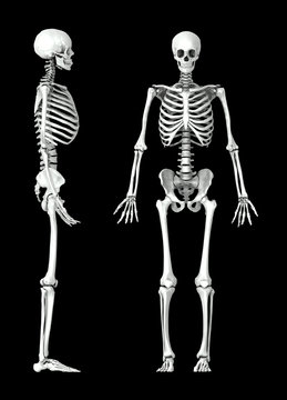 3D human skeleton medical illustration