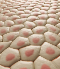 Skin tissue - CG illustration