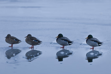 ducks on ice