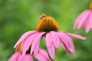 Blumen im Garten
