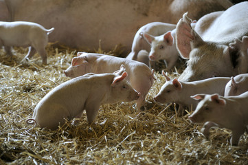 Sow and piglets in a pigsty