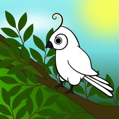 Cockatoo