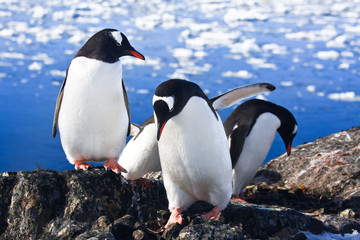 Naklejka premium penguins in Antarctica