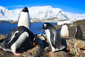 Foto op Plexiglas penguins in Antarctica © Goinyk