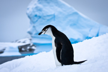 black and white penguin