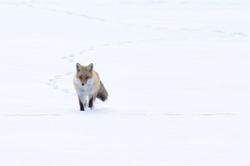 Fox Walking Across the Snow
