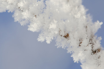 Snow Crystals on Tree Branch