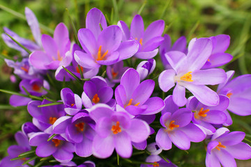 Lilac wildflower
