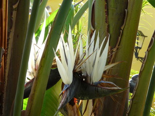 Paradiesvogelblume