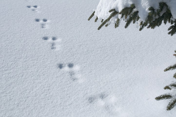 雪上の足跡