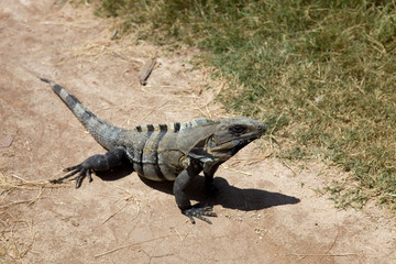 iguana