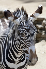 Fototapeta na wymiar Grevy's Zebra 2549
