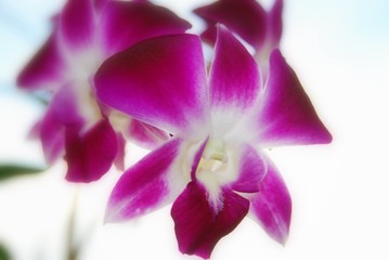 Thai Orchid