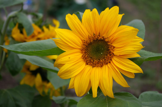 Sunflower under sunshine