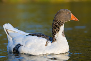 portrait of a white goose in water Genus: Anser