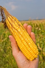 people hand taking the corn cob