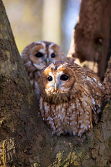 A pair or curious tawny owls
