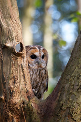 Tawny Owl in a Tree