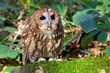 Tawny Owl