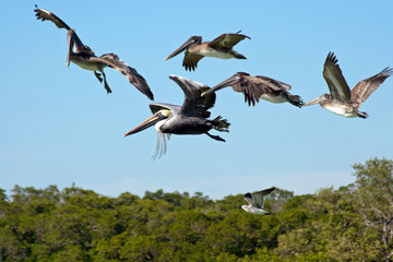 Fliegende Pelikane