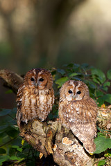 A pair of tawny owls in a wood