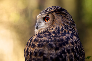 european eagle owl